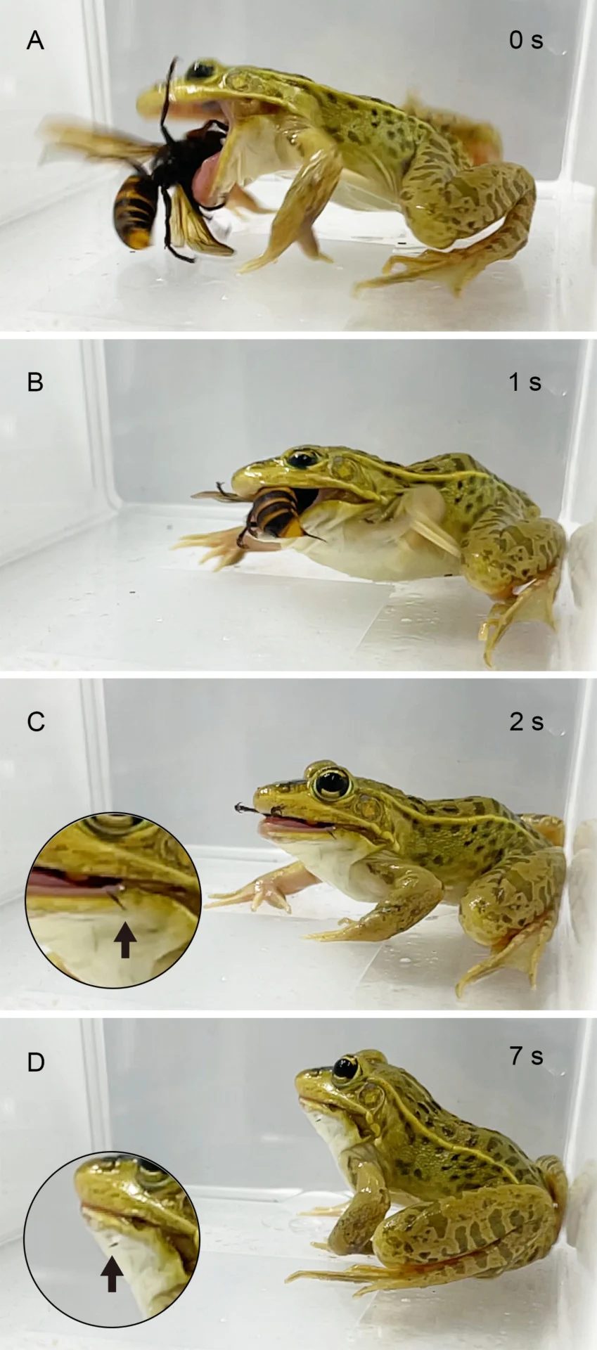 251204 Sugiura Stings Sequence