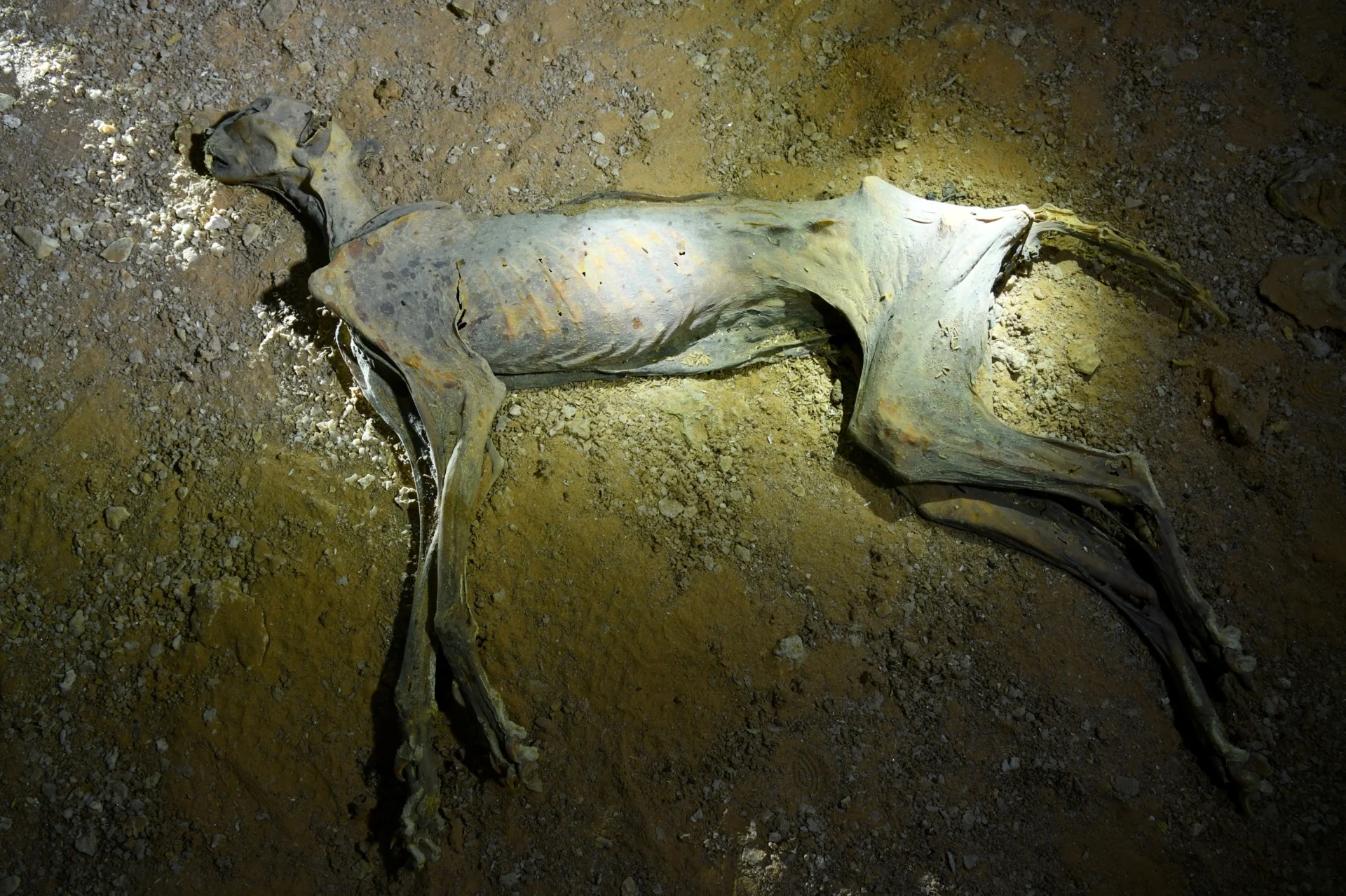 Mummified Cheetah In Cave