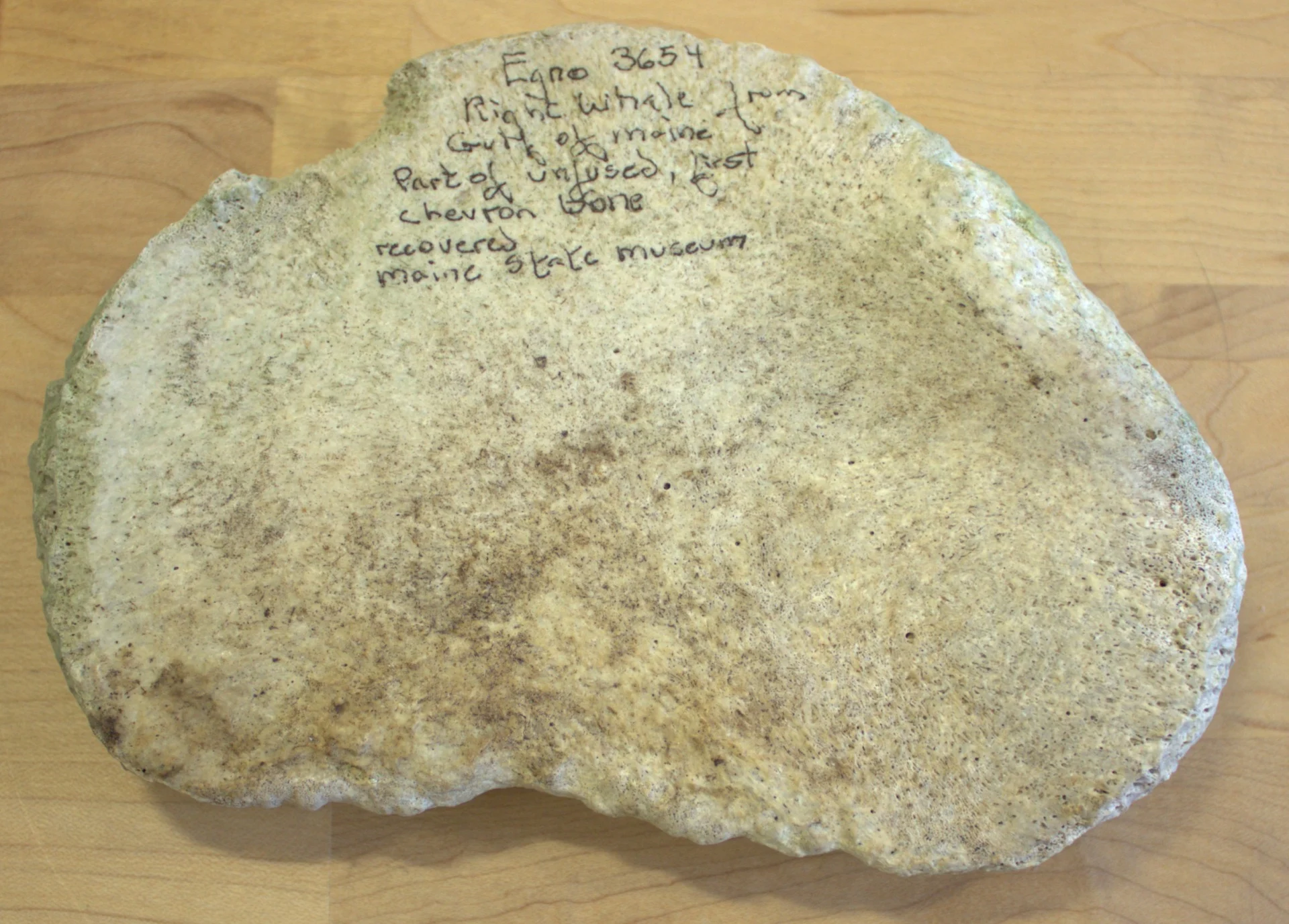 A whale bone included in the America250 time capsule that will be buried on July 4, 2026.