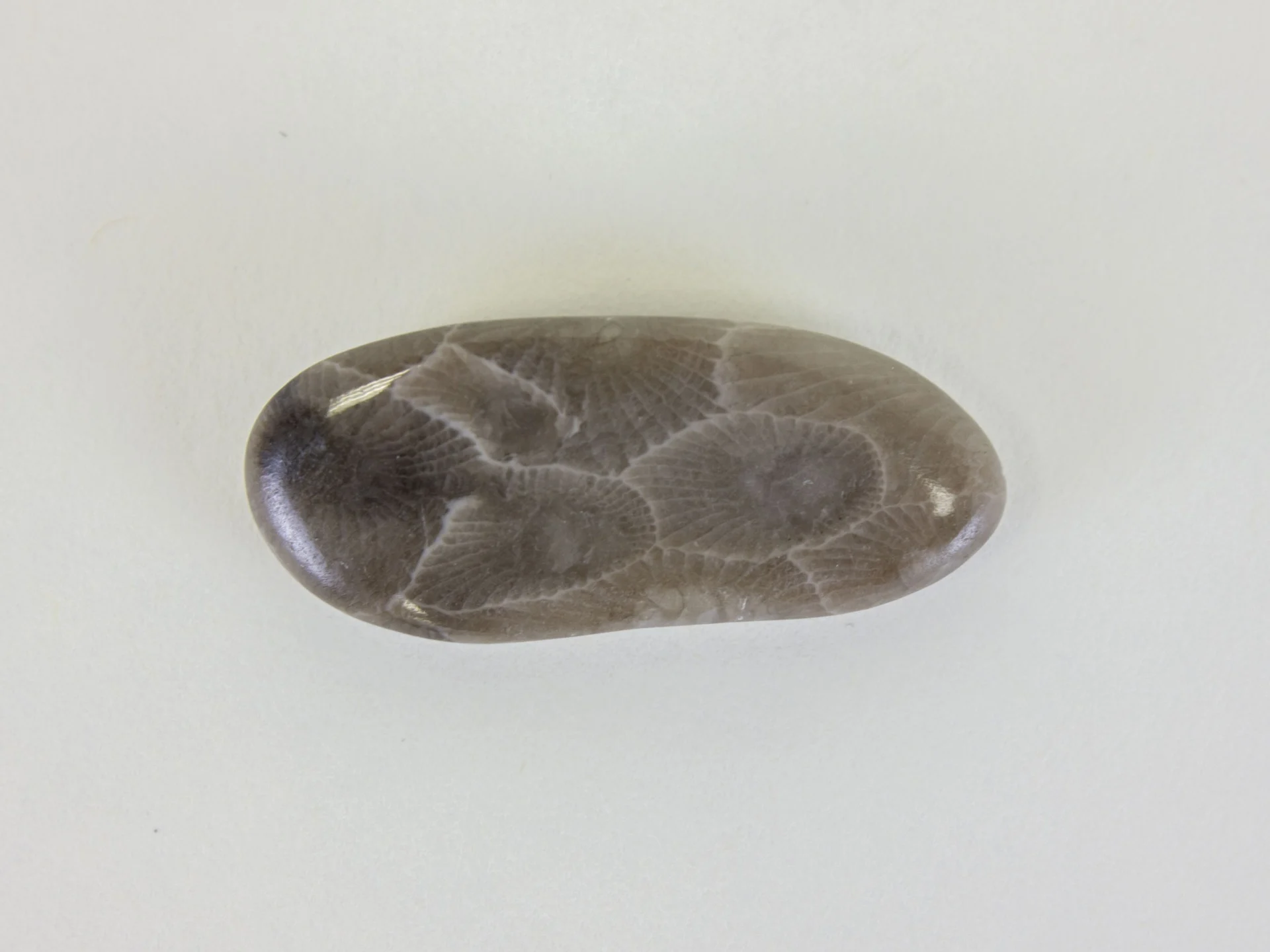 Native to the area around Petoskey on the shores of Lake Michigan, the Petoskey stone became Michigan’s state stone in 1965. 