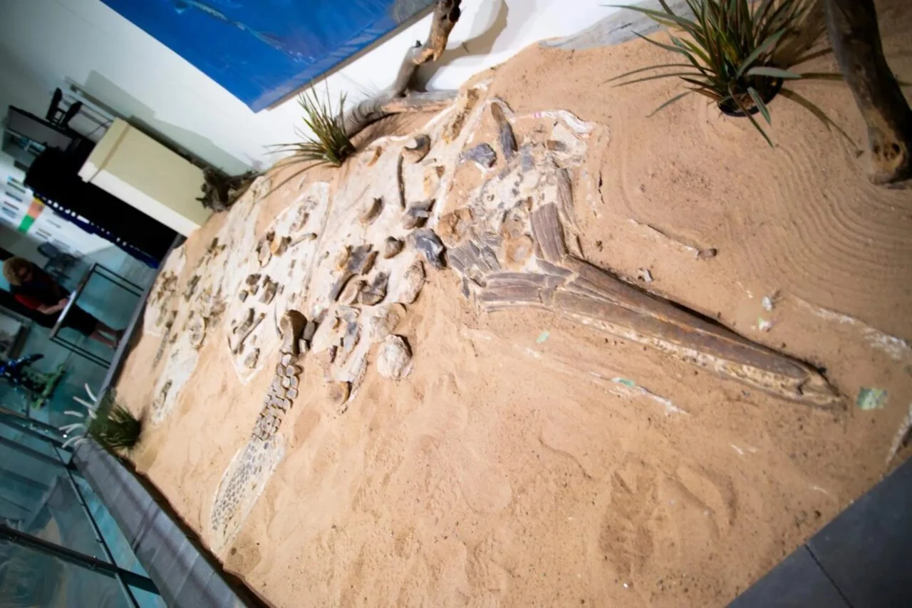 Ichthyosaur Queensland